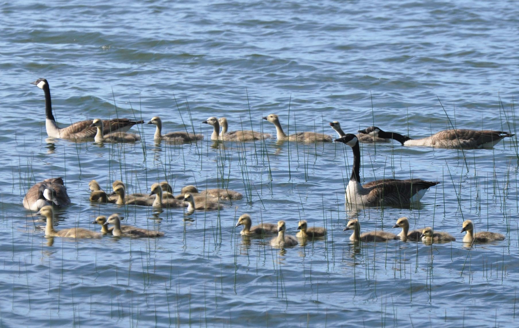 Gaggle of geese